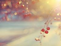 宋韶光2017年生肖猴整体运程