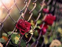 白羊座一生最不想放弃什么