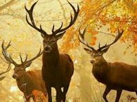 陈鹏解梦语录第四季