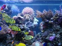 办公室养几条鱼最好