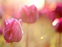 李云天塔罗生肖运程（3.27-4.2）