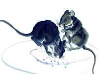 1972年属鼠2017年本命佛