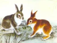 生肖兔的真面目