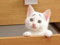 这些星座好奇心贼强，你害怕了吗