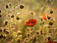 白羊座最克制哪个星座