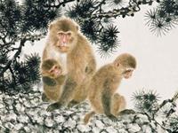 生肖猴最受不了恋人什么行为