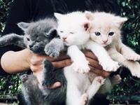 星灵塔罗周运势（7.17-7.23）