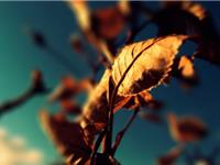 天秤座的幽默程度如何