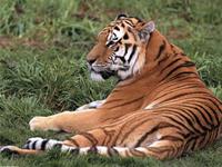 哪些生肖最具有王者风范