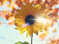 怎样与双子座和平分手