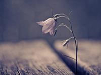 怎样与天秤座和平分手