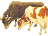 属牛人2019年运势 2019年属牛人的全年运程