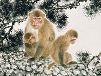 1956年属猴的人2019年运势及运程大全解析