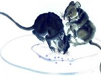 1984年属鼠的人2019年运势及运程大全解析