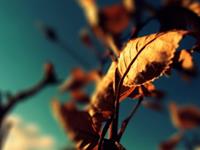 狮子座分手要犹豫多久