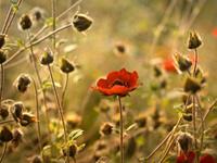 摩羯座这样处事说明已经长大了