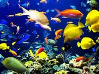 养鱼风水的七大禁忌