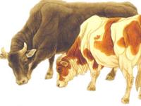 属牛人2018年佩戴饰品的禁忌