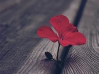 前一秒分手，下一秒就有新欢的星座