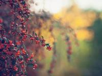 容易心软的星座