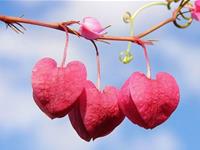 双鱼座的最大特点，双鱼座的最大特征