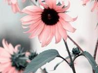 盘点：天生好相处的星座