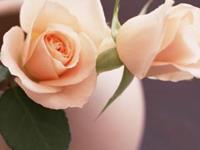 家庭里面地位最低的星座