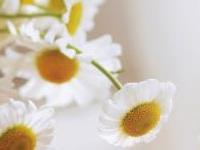 既想结婚但又害怕结婚的星座