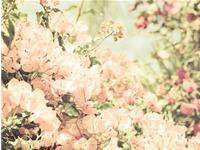 生活中最懂得自律，自我要求最高的生肖