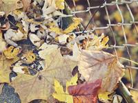 A微日记2017年11月巨蟹座运势