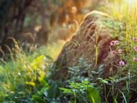 对于这些星座背叛是不可能的