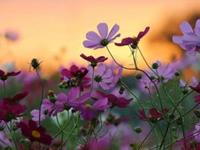 一直都在挂念别人的星座