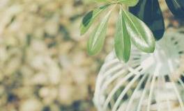 警惕！表面优秀实际易渣的星座