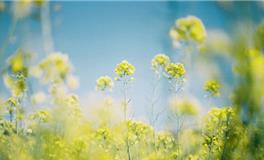 2018年命宫紫微星运势