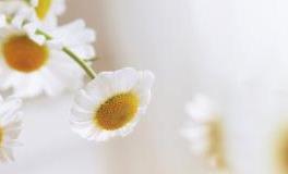 和这些星座恋爱，以后活儿都不用你做