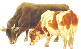 生肖牛的美容养生秘笈