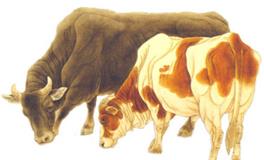 泓翔2018年生肖牛事业运势