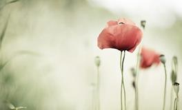 李建军一周生肖牛运势（12.11-12.17）