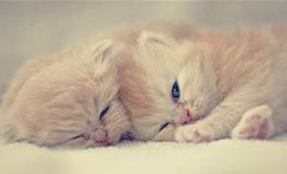 铲屎算什么？这些星座吸猫成瘾