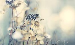 灵运大师1月6日生肖运势