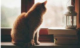 七星堂一周生肖牛运势（1.22-1.28）