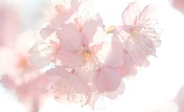 12星座女，哪个年龄段桃花运最旺