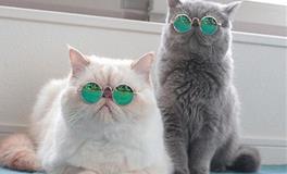 测你是哪种类型的烦人精