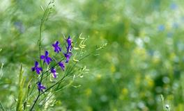 一年之计在于春，在2018里，12星座有什么计划