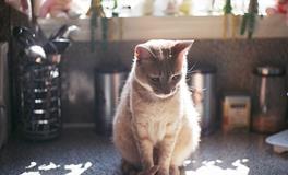 Alex摩羯座一周运势（3.12-3.18）