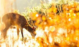 YAO叔巨蟹座一周运势（3.12-3.18）