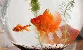 如何通过养鱼改善家庭财运？