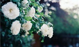 Alex巨蟹座2018年4月运势