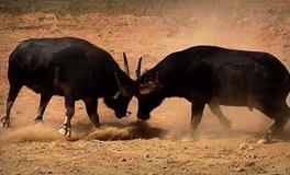 侗族斗牛节有哪些特色文化？