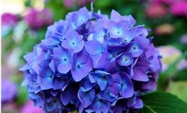 A微日记:狮子座2018年5月运势